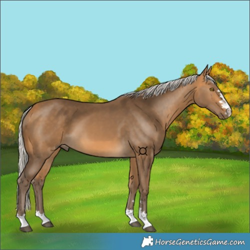 Horse Color:Silver Buckskin 