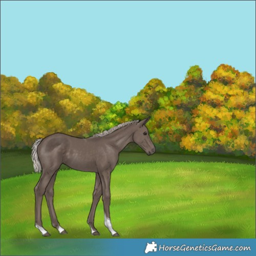 Horse Color:Silver Black Tobiano 