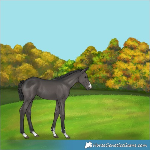 Horse Color:Black 