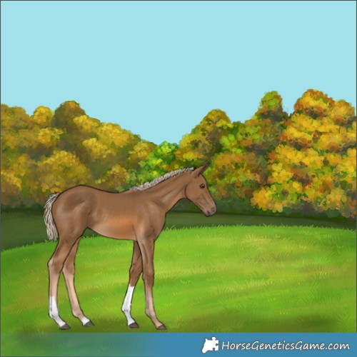 Horse Color:Chocolate Palomino Tobiano 
