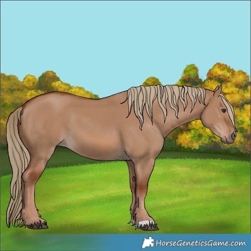 Horse Color:Red Dun