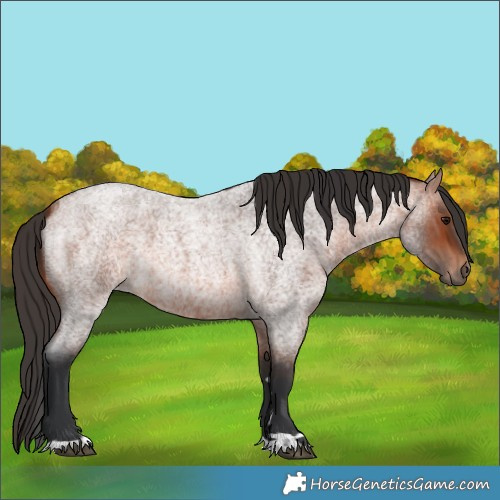 Horse Color:Bay Roan 