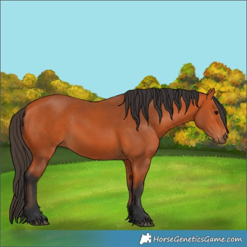 Horse Color:Bay 