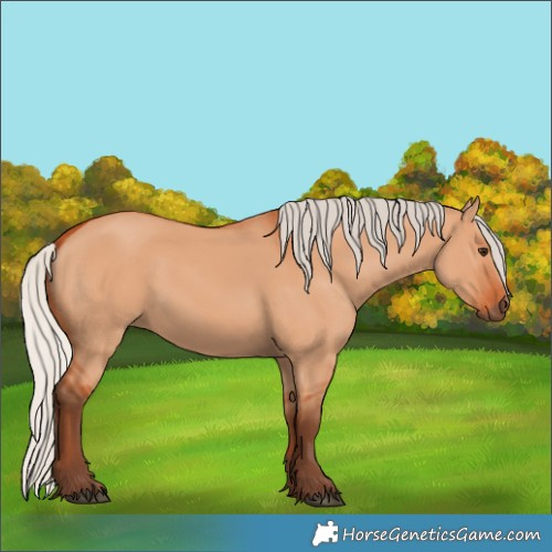 Horse Color:Silver Bay Dun 