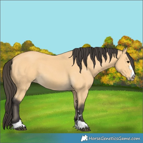 Horse Color:Buckskin 