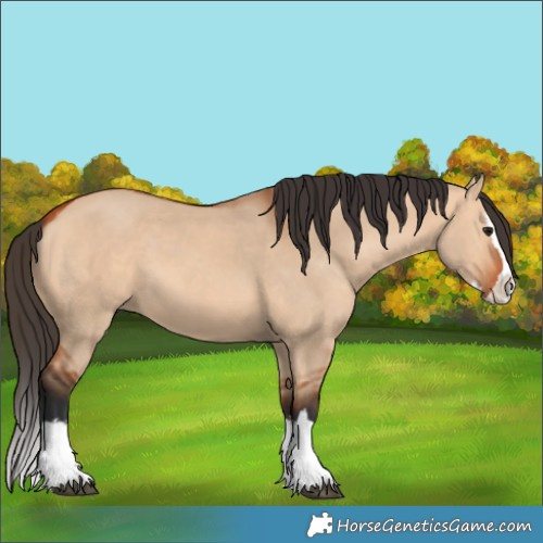 Horse Color:Bay Dun Splash 