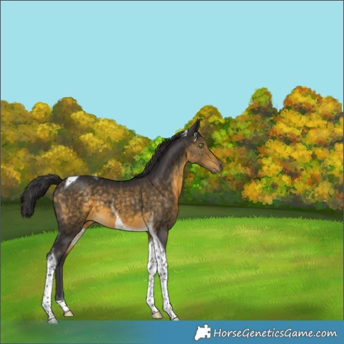 Horse Color:Buckskin Tobiano