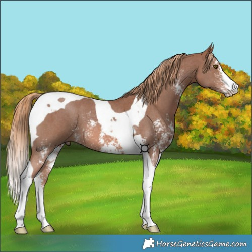Horse Color:Chestnut Sabino Tobiano 