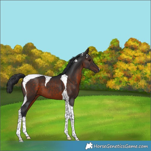 Horse Color:Brown Tobiano 