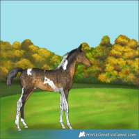 Horse Color:Buckskin Tobiano 