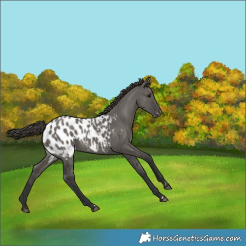 Horse Color:Grullo Blanket 