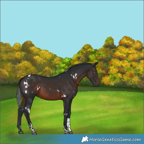 Horse Color:White Spotted Brown Tobiano 