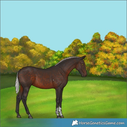 Horse Color:Silver Brown Tobiano 