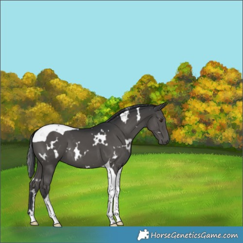 Horse Color:White Spotted Black Tobiano 