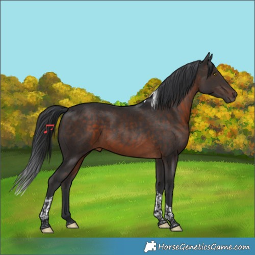 Horse Color:Brown Tobiano 