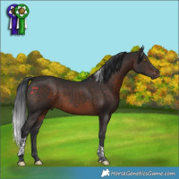 Horse Color:Brown Tobiano 