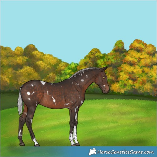 Horse Color:White Spotted Silver Brown Tobiano 