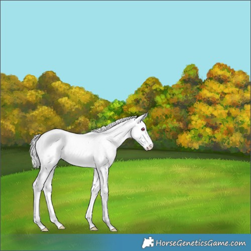 Horse Color:Chestnut Chinchilla Splash Tobiano 