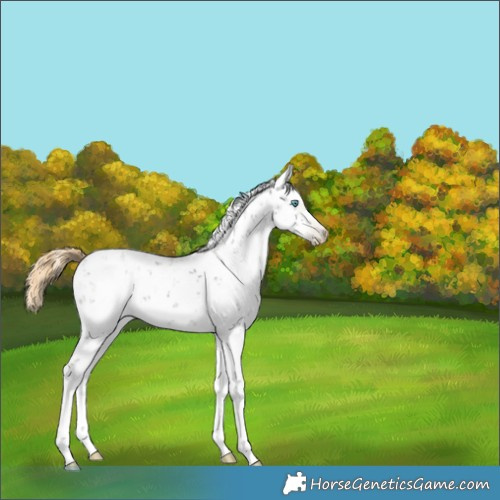 Horse Color:Gray Midnight Chestnut Ice Pearl Sabino 