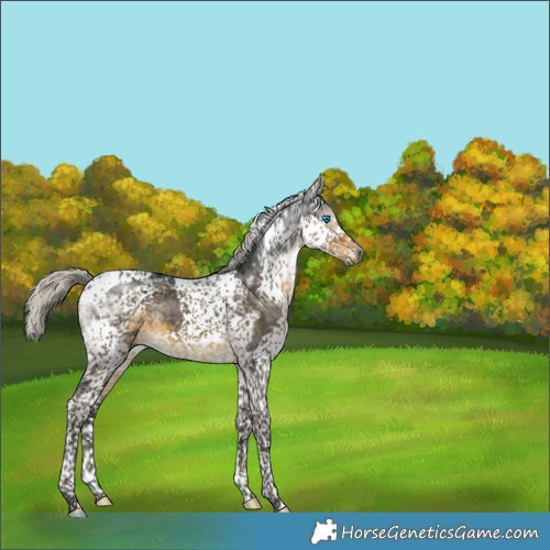 Horse Color:Gray Silver Smoky Black Splash Tobiano Appaloosa