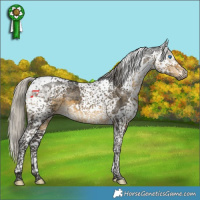 Horse Color:Gray Silver Smoky Black Splash Tobiano Appaloosa 