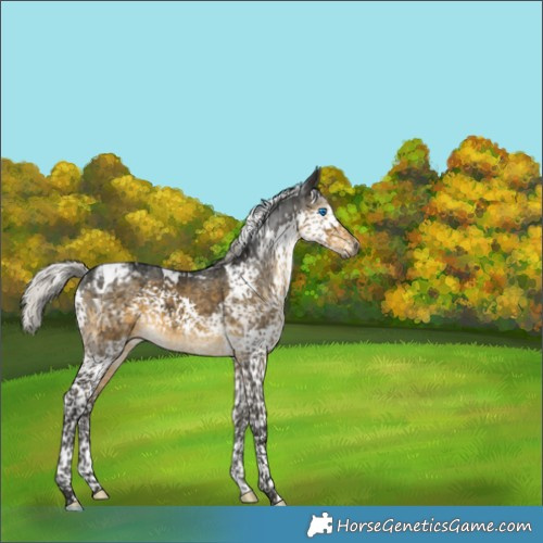 Horse Color:Gray Silver Buckskin Splash Tobiano Appaloosa 