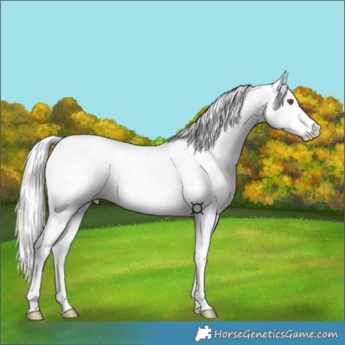 Horse Color:Chestnut Chinchilla Sabino 