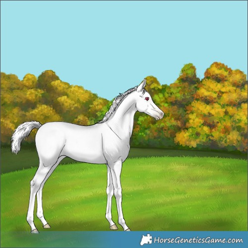 Horse Color:Gray Chestnut Chinchilla Pearl Sabino Splash Appaloosa 