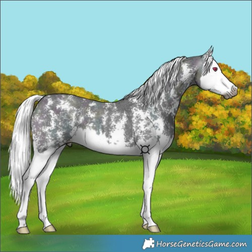 Horse Color:Gray Midnight Chestnut Chinchilla Pearl Sabino Splash 