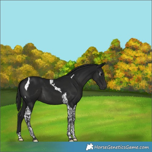 Horse Color:Gray Black Tobiano 