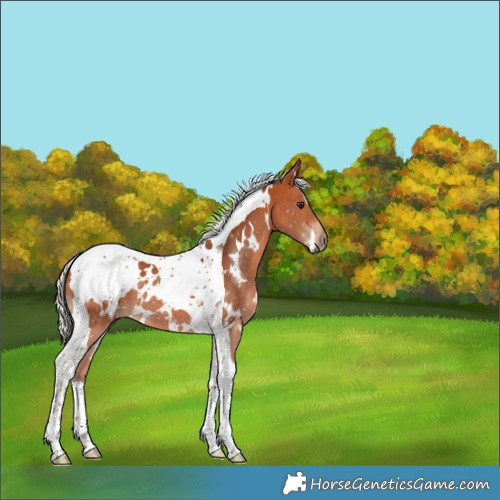 Horse Color:White Spotted Silver Bay Tobiano 