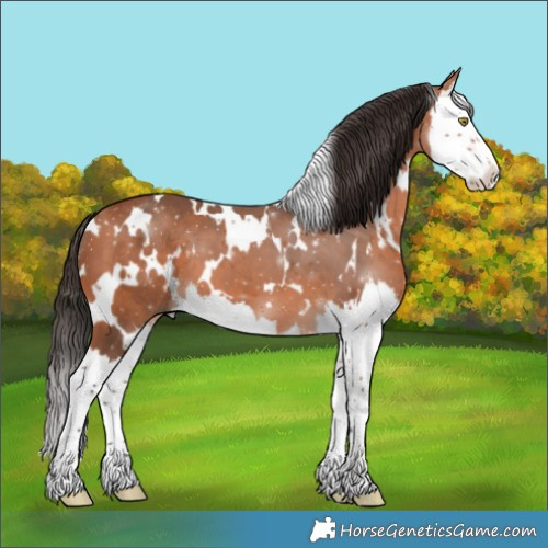 Horse Color:White Spotted Bay Splash 