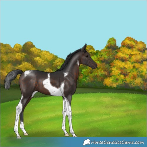 Horse Color:Brown Tobiano 
