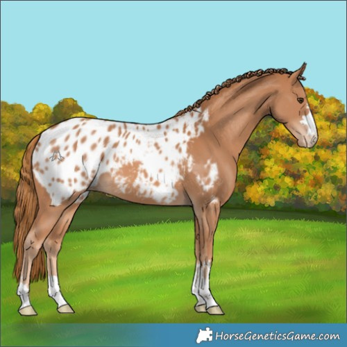 Horse Color:Chestnut Appaloosa