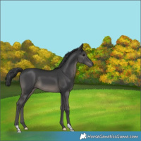 Horse Color:Black 
