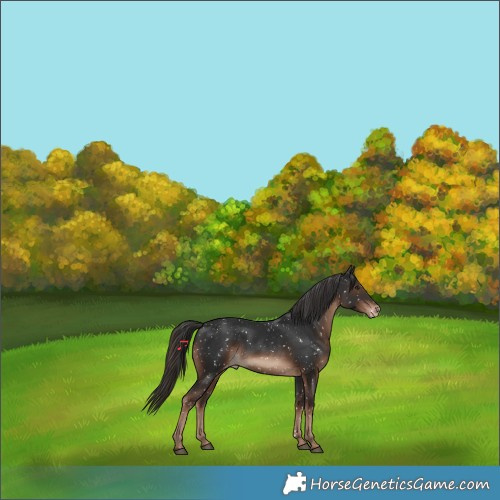 Horse Color:Liver Chestnut Appaloosa 