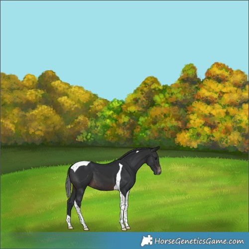 Horse Color:Brown Tobiano Appaloosa