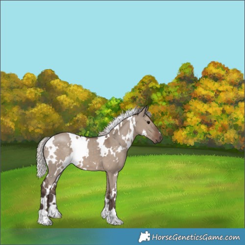 Horse Color:White Spotted Silver Grullo 