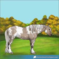 Horse Color:White Spotted Silver Grullo