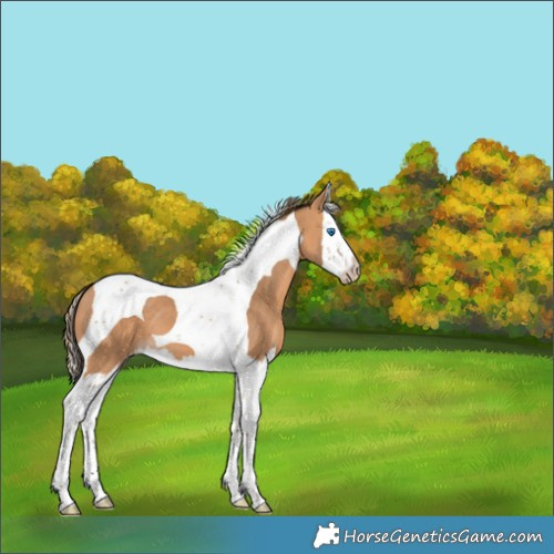 Horse Color:Gray Perlino Splash Tobiano 