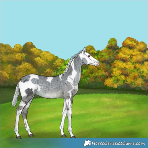 Horse Color:Silver Black Chinchilla Merle 