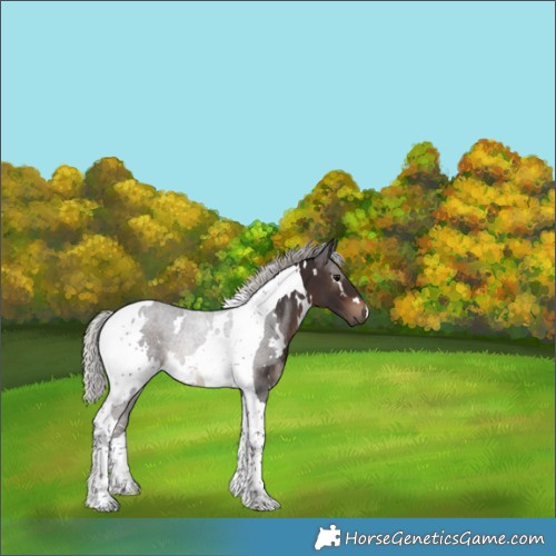 Horse Color:White Spotted Silver Brown Tobiano 