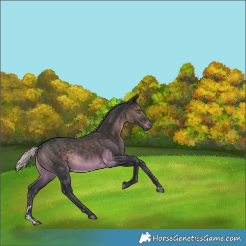 Horse Color:Silver Black Chinchilla 