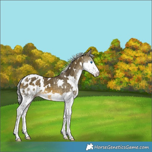 Horse Color:White Spotted Silver Buckskin Splash Appaloosa 