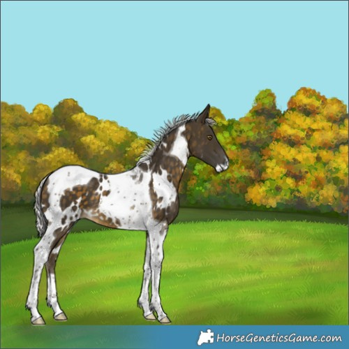Horse Color:White Spotted Silver Buckskin Tobiano 