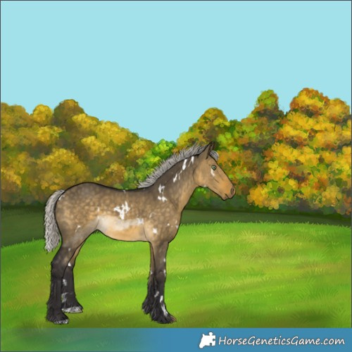Horse Color:White Spotted Silver Buckskin Dun 