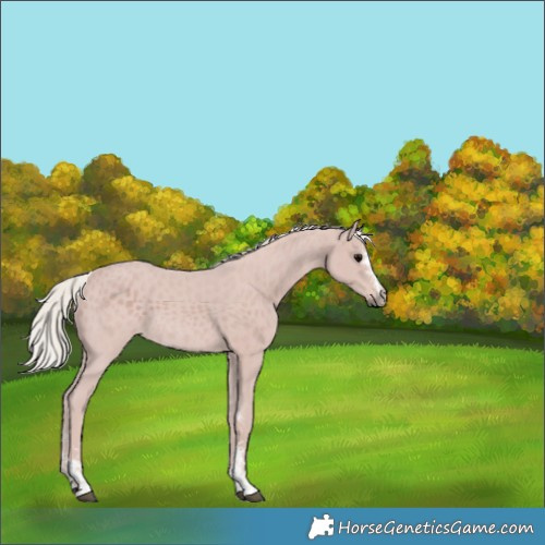Horse Color:Silver Black Sabino