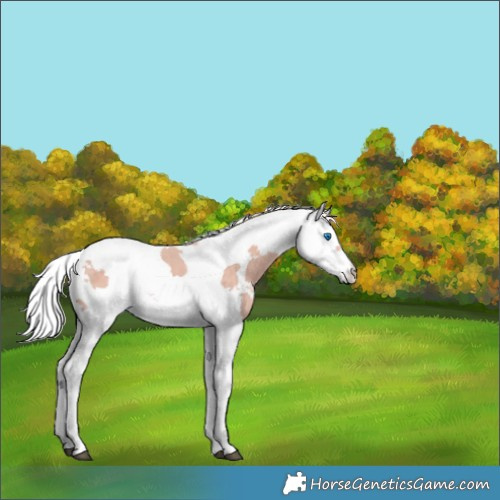 Horse Color:Silver Black Harlequin Merle Sabino 