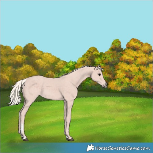 Horse Color:Silver Black Tobiano 