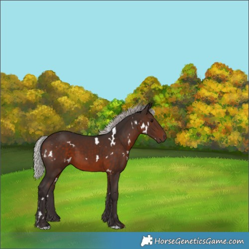 Horse Color:White Spotted Silver Brown